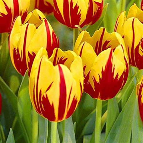 30 besten Bulbi Tulipani Olandesi getestet und qualifiziert